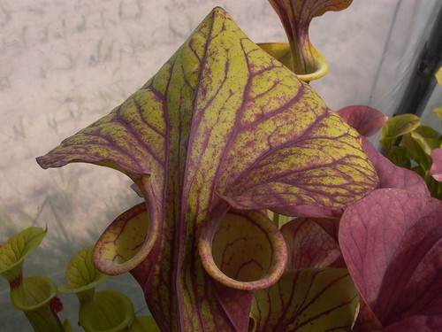 Sarracenia flava rubricorpora - sarracenia,