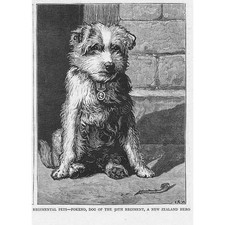 NUOVA ZELANDA Pokeno 50° Reggimento Pet - Stampa antica 1875