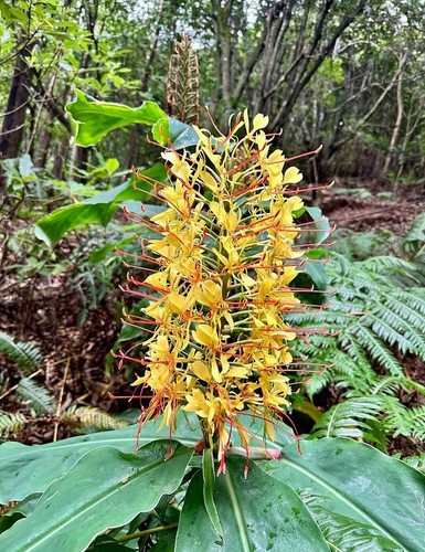 Semi hedychium - 5, semi🏵hedychium