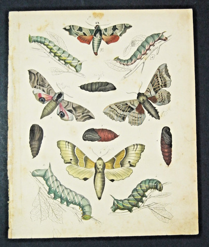 1851 antica stampa naturale - antica, su