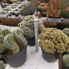 3 Mammillaria Crestata  In