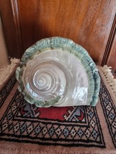 Conchiglia Gigante Turbo