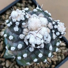 Copiapoa tenuissima form