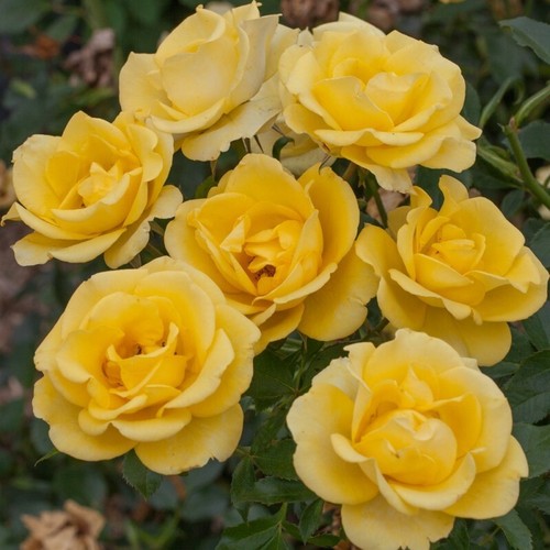 Rosa tappezzante rayon - rayon, de