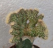 Ferocactus stainesii cristate