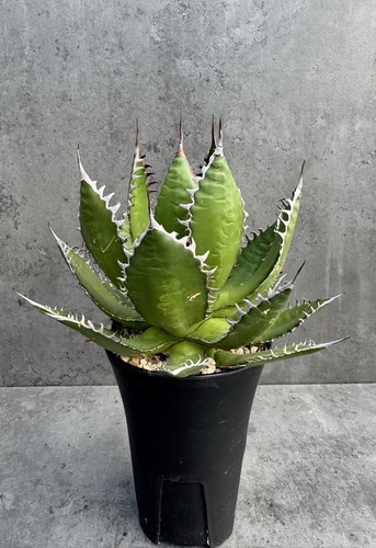 Agave horrida