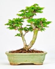 Bonsai acero testa leone - bonsai,
