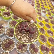 sulcorebutia rauschii