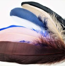 Plumes naturelles d'oie 13 à