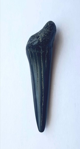 Otodus denti squalo - denti,