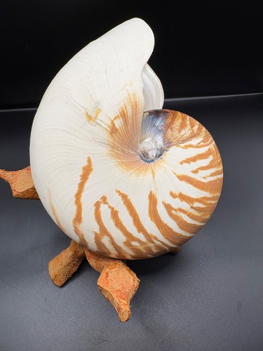 Conchiglia naturale nautilus - naturale,