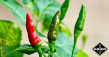 Tabasco polvere peperoncino - tabasco,