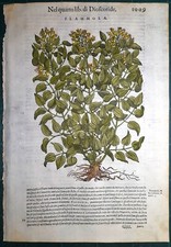Stampa antica MATTIOLI MATTHIOLI erbario FLAMMOLA botanica 1585 Antique print
