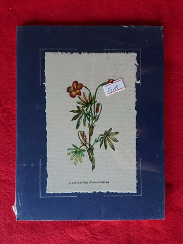 Stampa autore botanica - stampa,