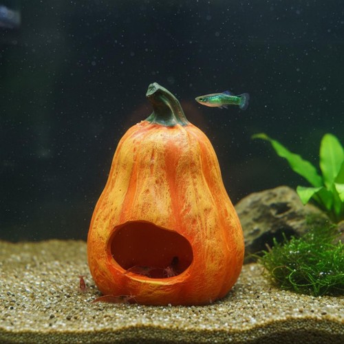 Nascondiglio zucca per - zucca,