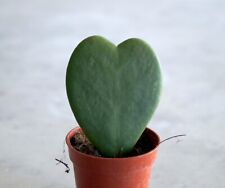Hoya Kerrii   (Hoya a cuore)  ·  Piante grasse e succulente
