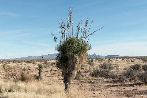 Foto piante del - piante, deserto