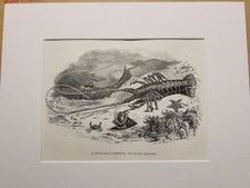 ANTICO PUNTO ACCIAIO GRANCHIO