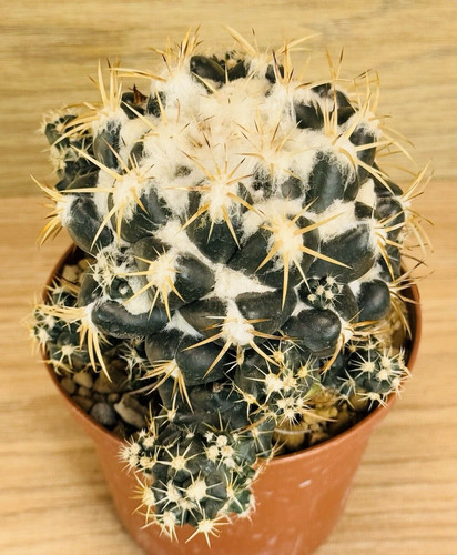 Coryphantha bumamma pot 10 - ,,