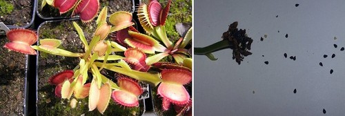 Semi dionaea muscipula - semi, (10)