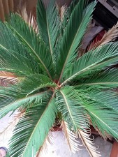 Pianta Ornamentale Cycas