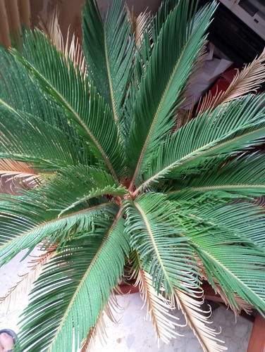 Pianta ornamentale cycas - ornamentale,