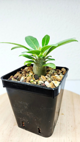 Pachypodium lealii ssp