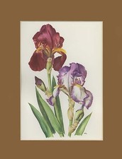 IRIS GERMANICA Solid Mahogany Minnie Colquitt Anne Marie Trechslin 1964