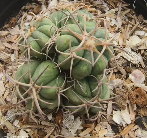 Echinocactus horizonthalonius