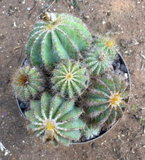 NOTOCACTUS WARASII - PIANTA DA