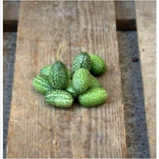 10 Semi Mini Cetriolo Messicano Melothria Scabra Cetriolo Anguria + Regalo 
