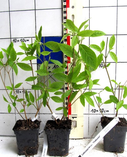 Corpo callicarpa profusion - profusion, --