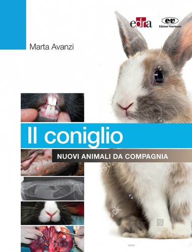 Coniglio nuovi animali da - coniglio.,