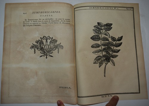 Botanica fig 1755 - fig.1755,