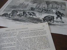 1884 Stampa artistica