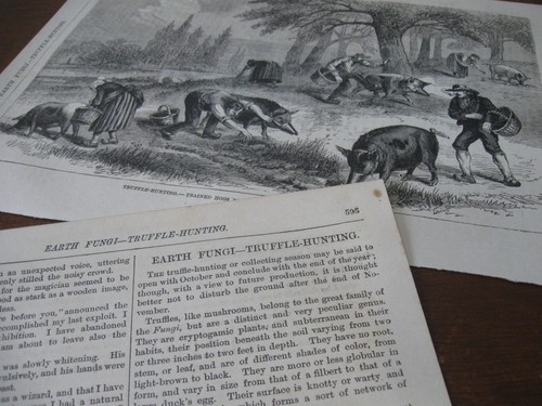 1884 stampa artistica - 1884,