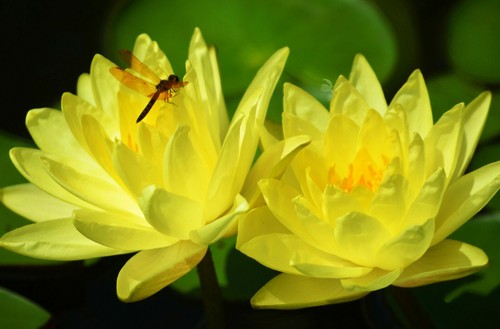 Nymphaea mexicana ninfea - nymphaea,