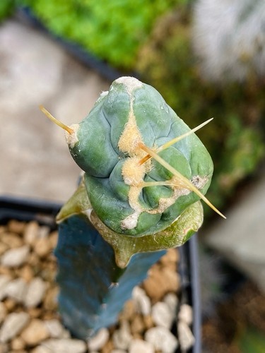 Ferocactus glaucescens split - ferocactus,