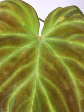 Philodendron Verrucosum Baby Plant