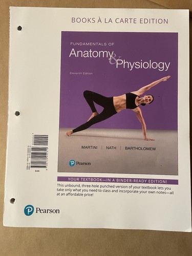 Fundamentals anatomy - fundamentals,