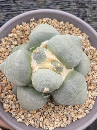 Rara pianta succulenta