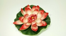 Fiore loto ninfea - ninfea, rossa