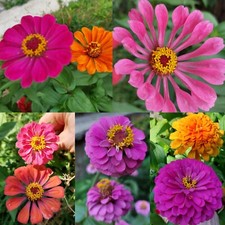 70 SEMI💐ZINNIA ELEGANS