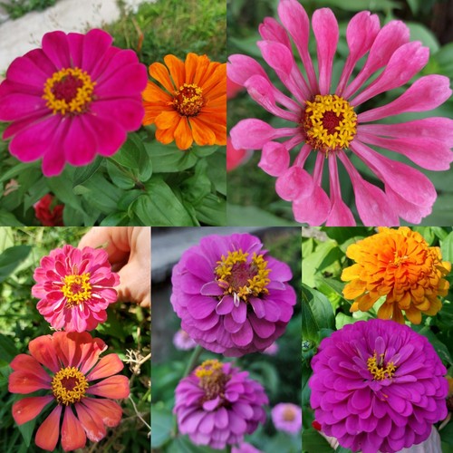 Semi zinnia elegans - 70,