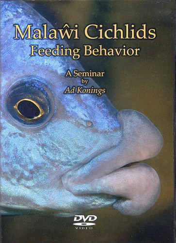 Malawi cichlids feeding - malawi,