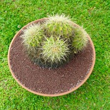Echinocactus grusonii heads - echinocactus, 4