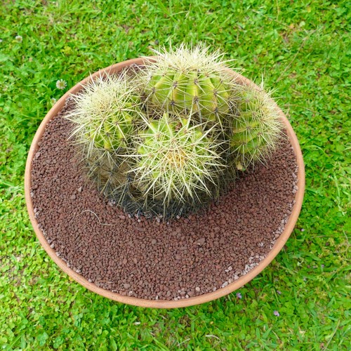 Echinocactus grusonii heads - grusonii, 4