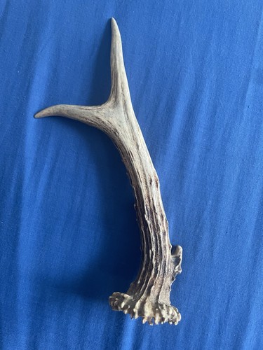 Corno capriolo naturale in - corno,