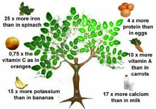 Moringa oleifera albero - oleifera,