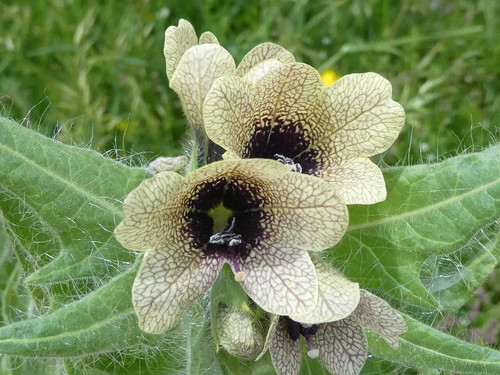 Hyoscyamus niger 100 seeds - seeds, –